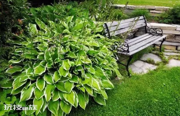 北方庭院耐寒观赏花树(常见的10种耐寒多年生草本花卉)-图片7